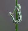 Isturgia sp.